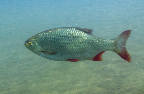 Rotfeder (Scardinius erythrophthalmus) - © Gernot Kunz